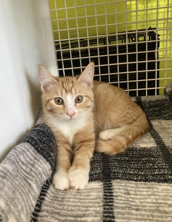 Enlarge Kes, a Adoptable Domestic Short Hair in Long Beach, CA image 2/3