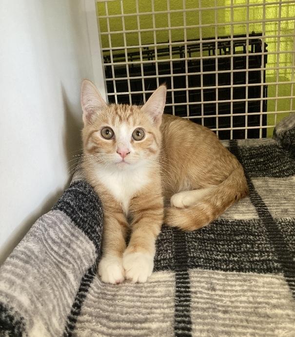 Enlarge Kes, a Adoptable Domestic Short Hair in Long Beach, CA image 3/3