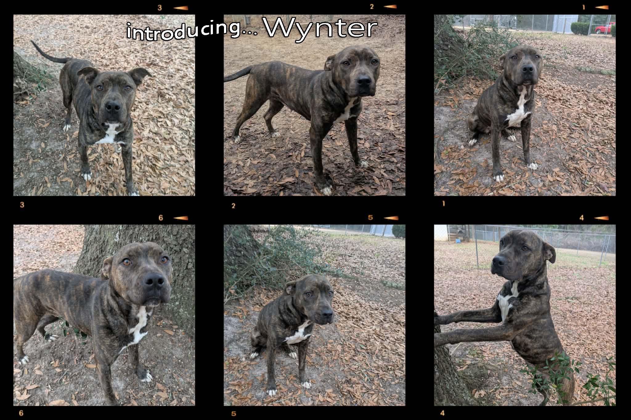 Wynter, a ADOPTABLE mixed breed in Ozark, AL image 2/2