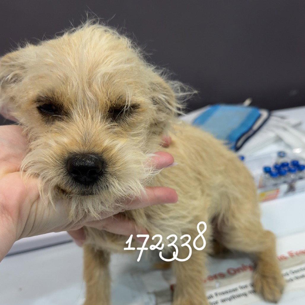 DOMINO, Adopted, Young Male Dachshund & Terrier.