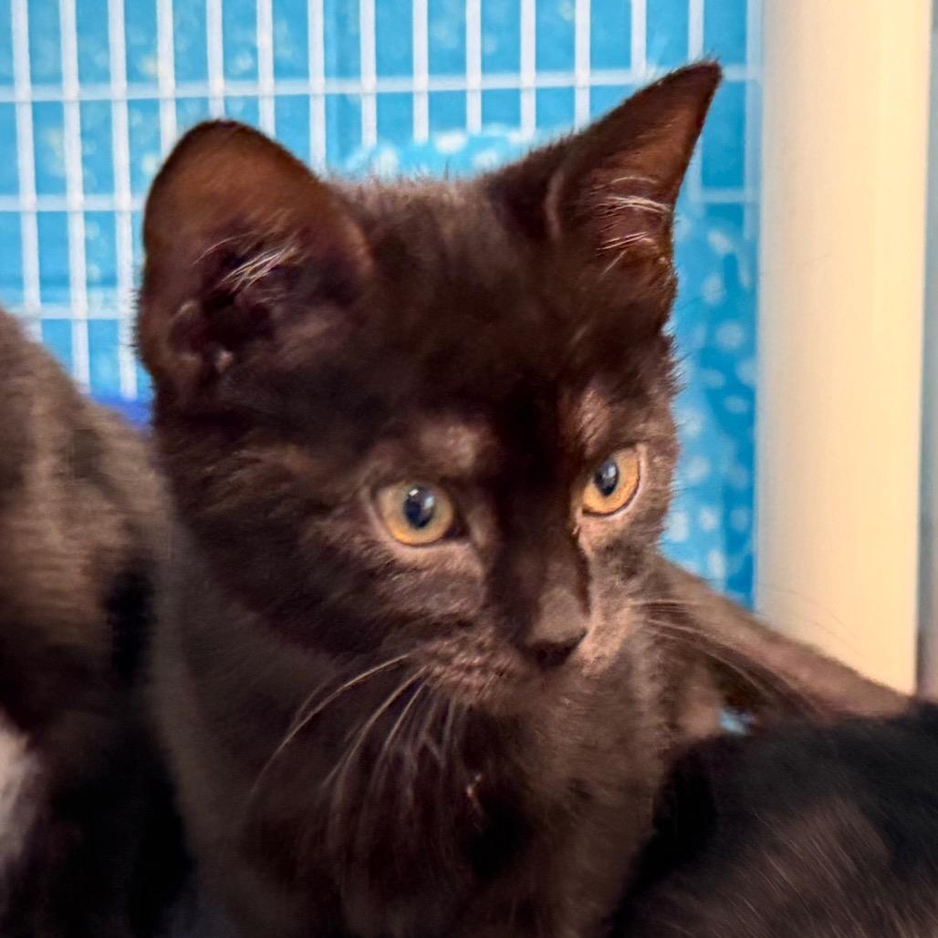 Enlarge Sally, a Adoptable Domestic Short Hair in Troy, VA image 1/4