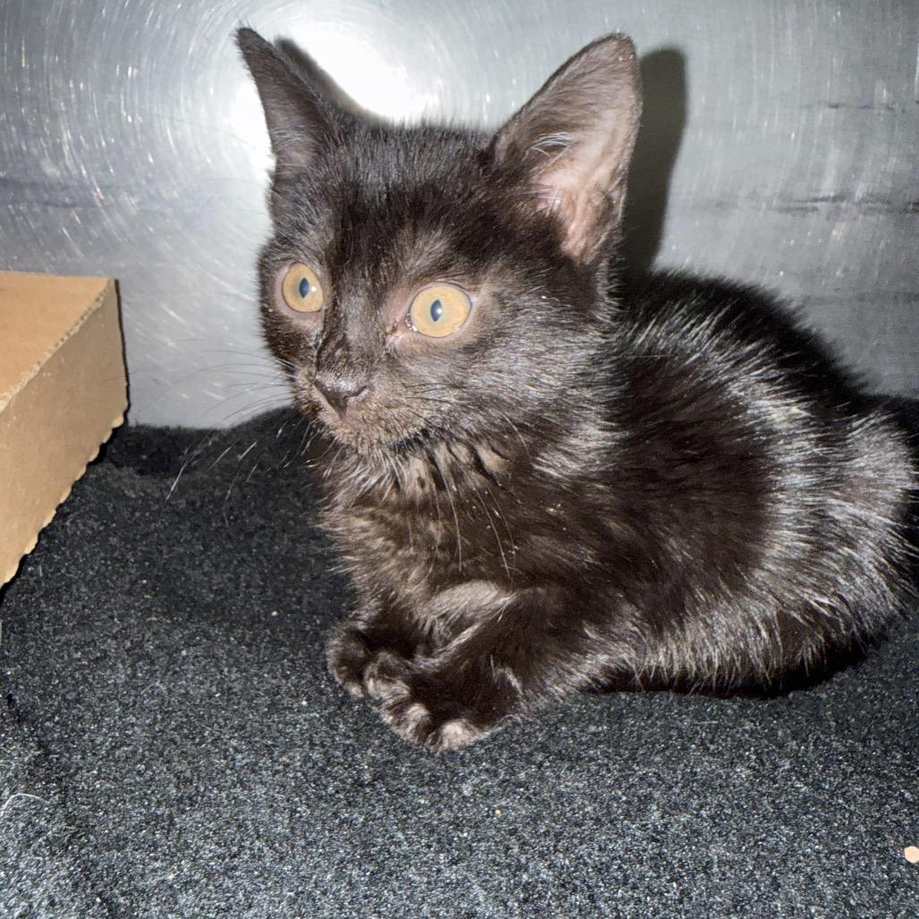 Enlarge Sally, a Adoptable Domestic Short Hair in Troy, VA image 2/4