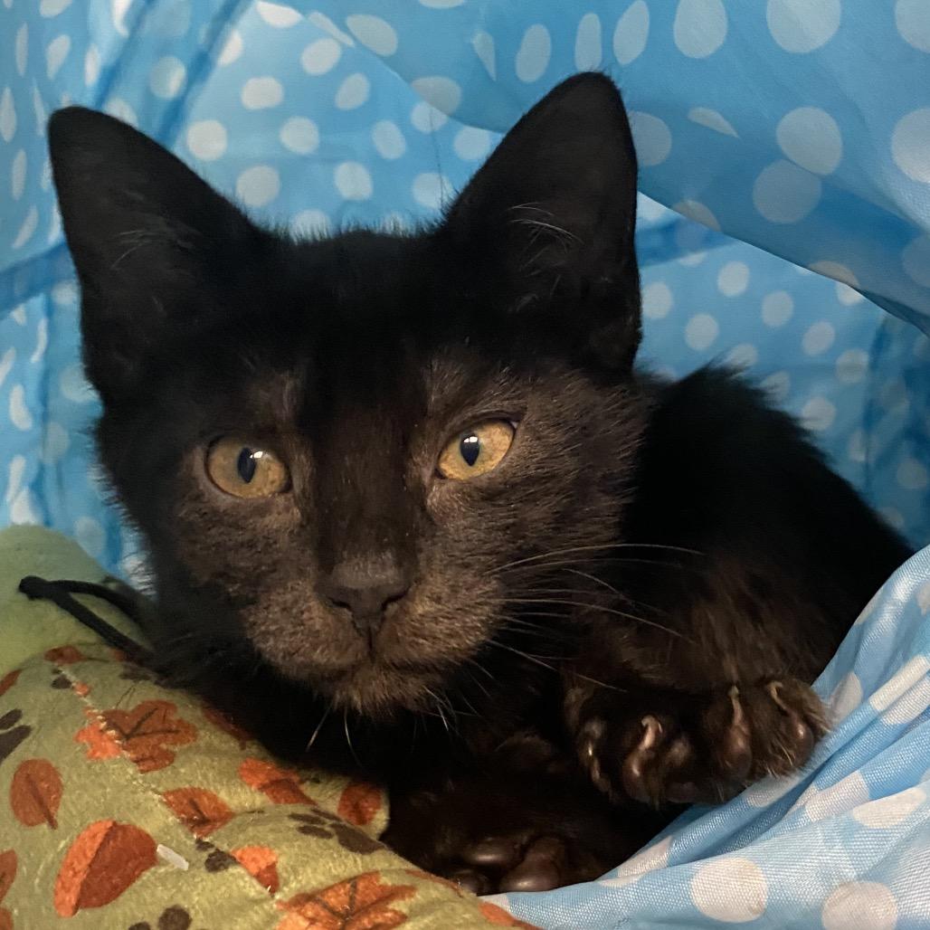 Enlarge Sally, a Adoptable Domestic Short Hair in Troy, VA image 3/4