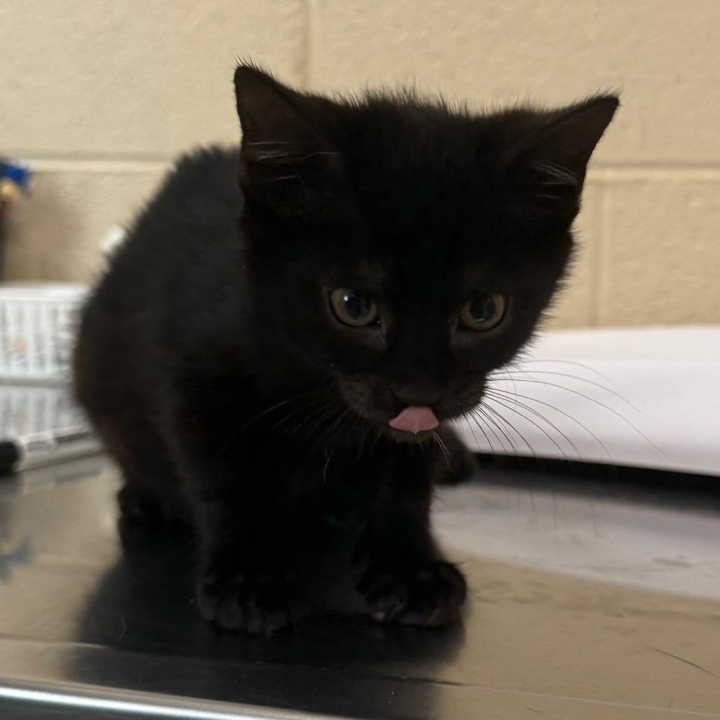 Enlarge Sally, a Adoptable Domestic Short Hair in Troy, VA image 4/4