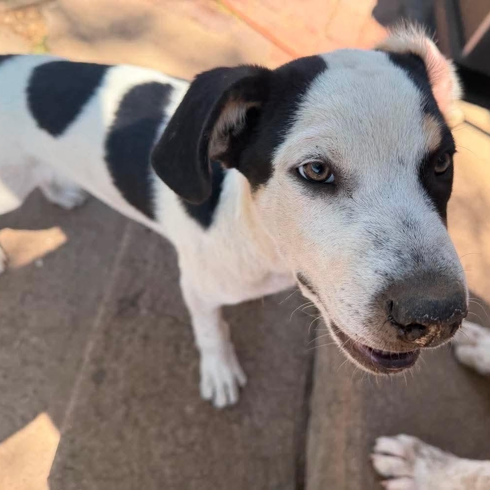 Sterling, Adoptable, Puppy Male Australian Shepherd & Australian Cattle Dog / Blue Heeler.