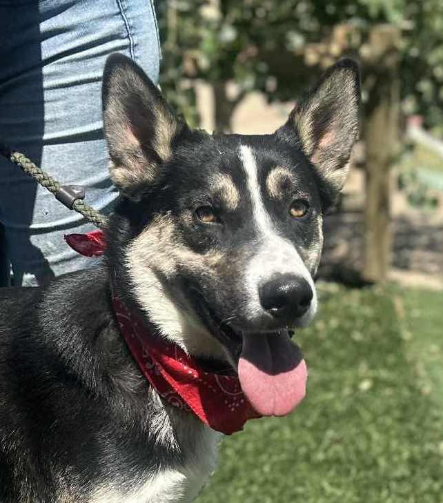 Enlarge Benji , a ADOPTABLE mixed breed in Ashland, OR image 5/6