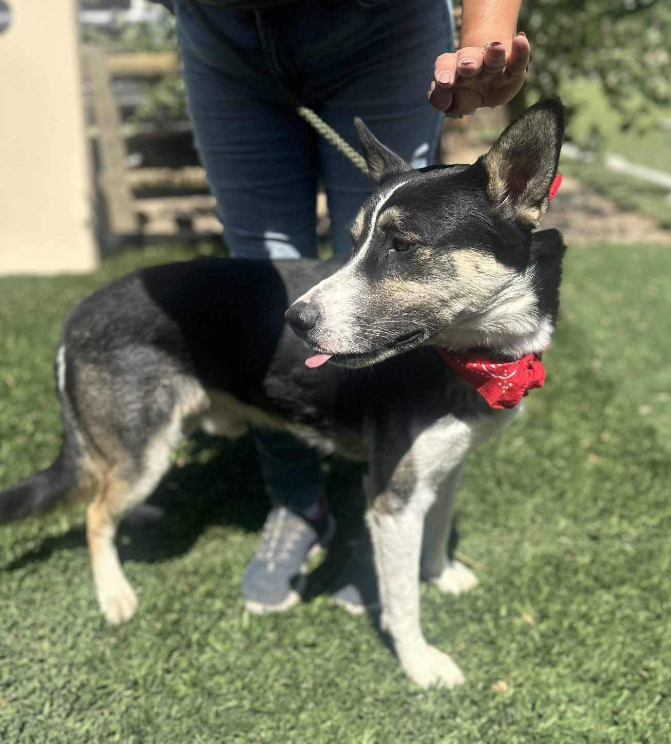 Enlarge Benji , a ADOPTABLE mixed breed in Ashland, OR image 3/6