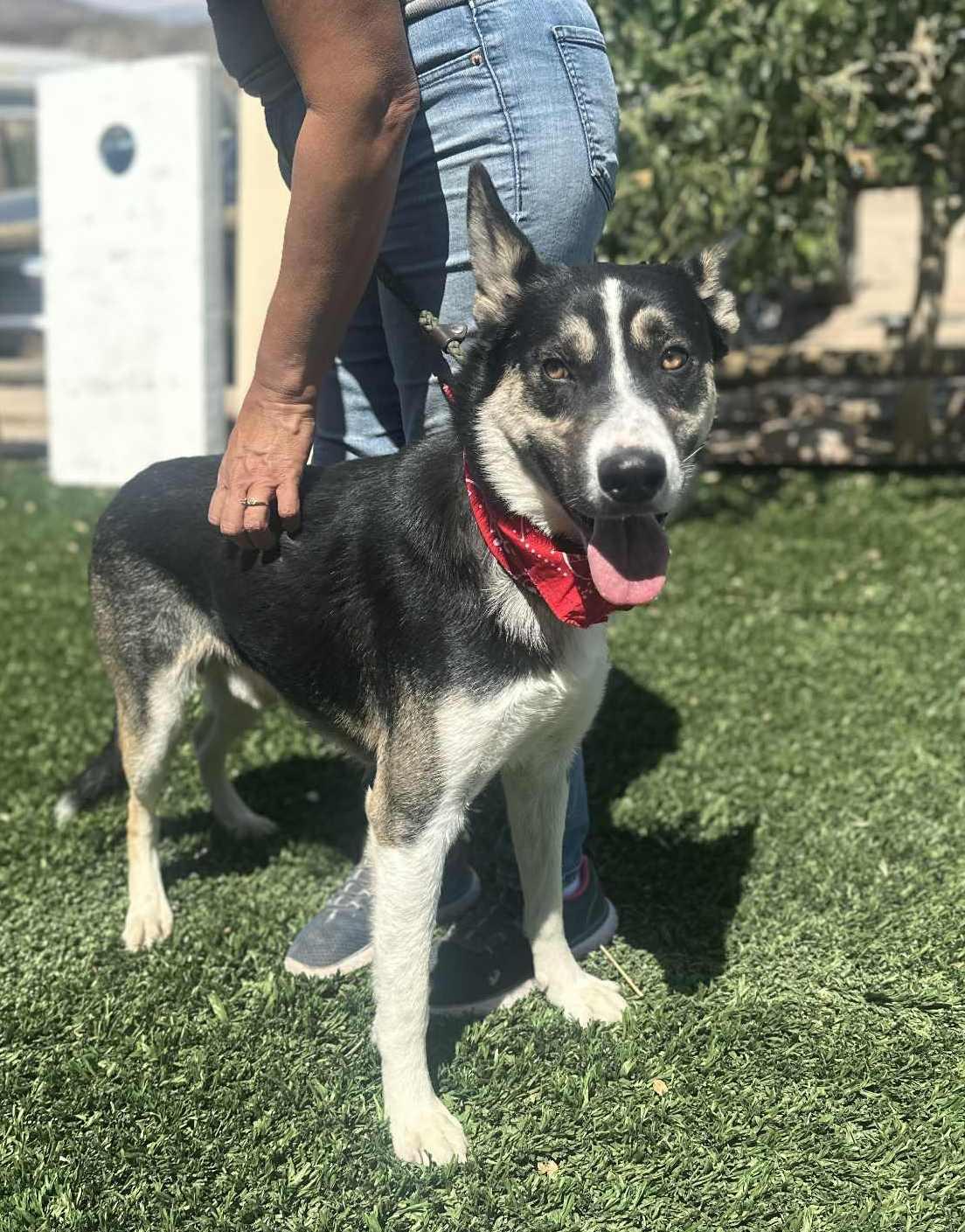 Enlarge Benji , a ADOPTABLE mixed breed in Ashland, OR image 6/6
