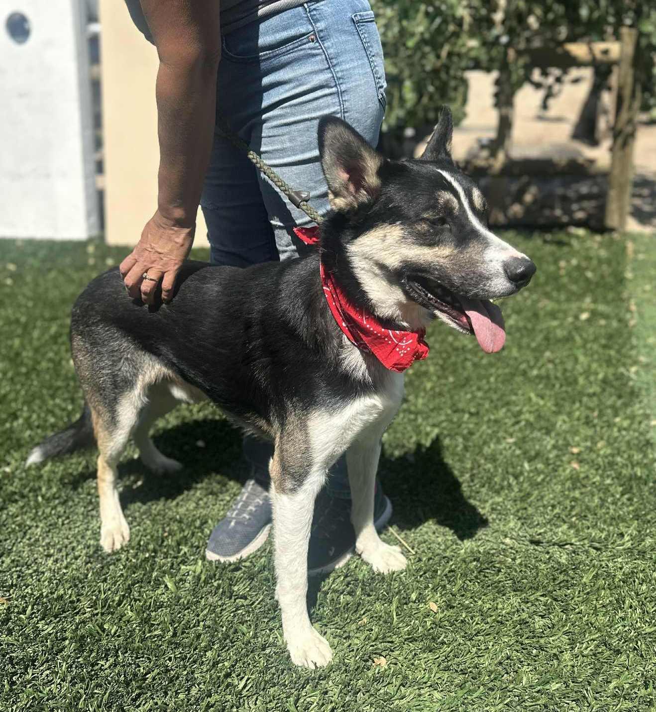 Enlarge Benji , a ADOPTABLE mixed breed in Ashland, OR image 4/6