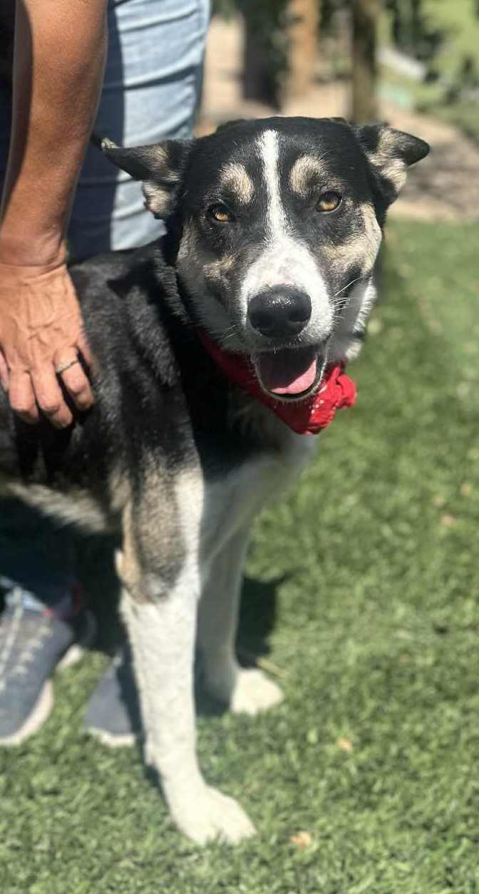 Benji , ADOPTABLE, Adult Male Siberian Husky & Shepherd.