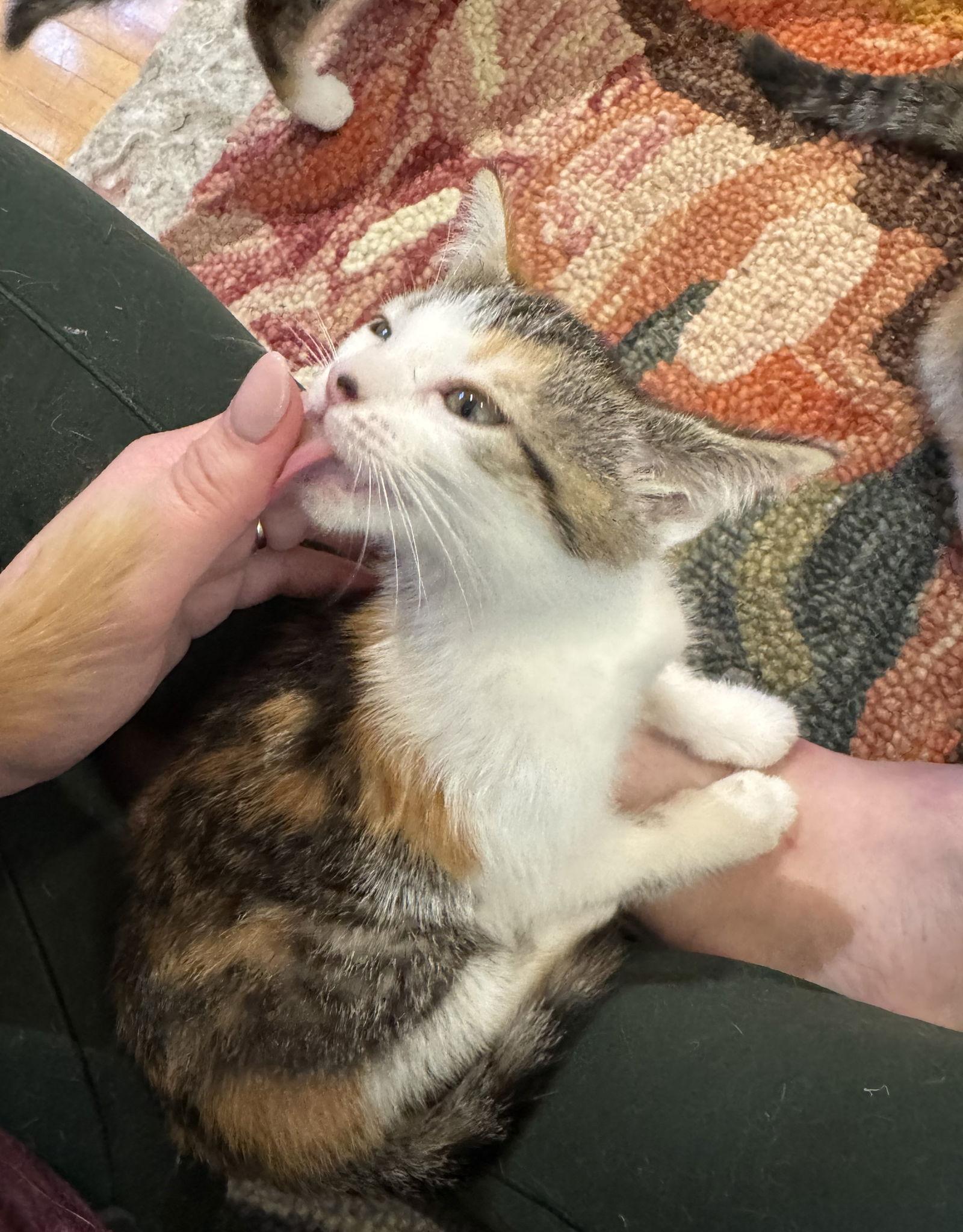 Turtle, Adopted, Kitten Female Domestic Short Hair & Calico.