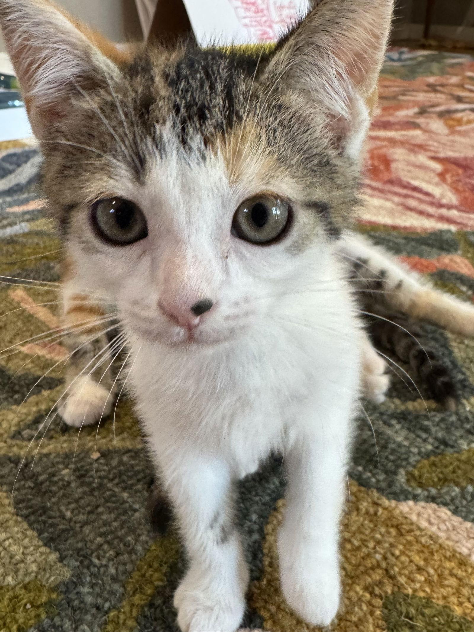 Turtle, a Adopted mixed breed in Traverse City, MI image 2/3