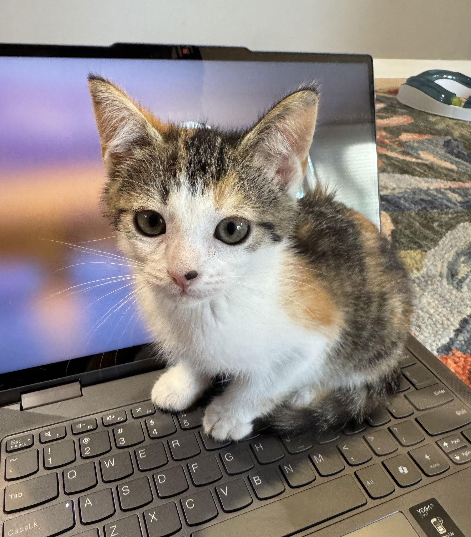 Turtle, a Adopted mixed breed in Traverse City, MI image 3/3