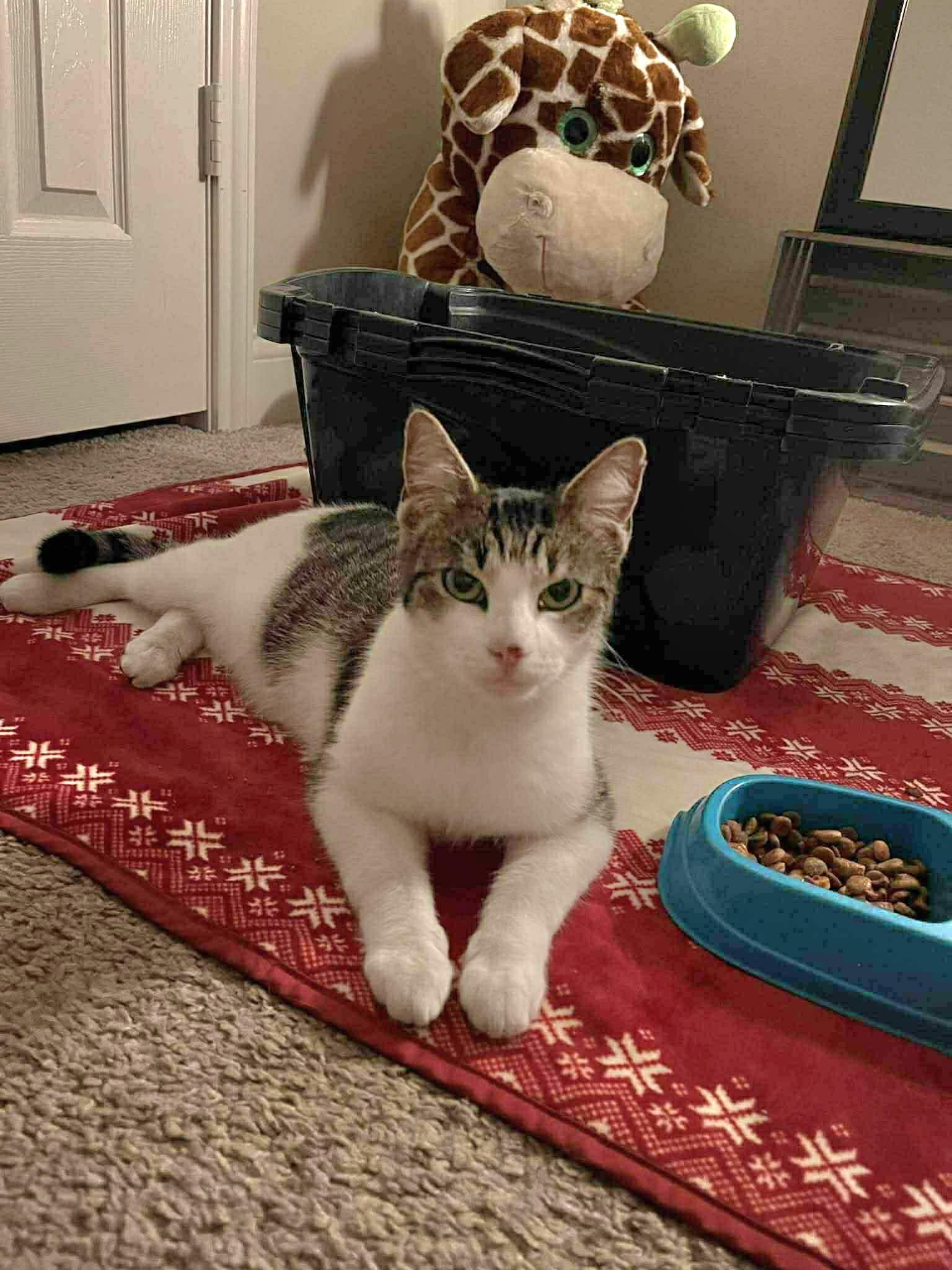  Sophie - Playful and sweet, Adoptable, Young Female Domestic Short Hair.