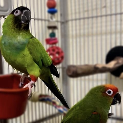 Enlarge Gamora and Nebula, a Adoptable Conure in Warwick, RI image 3/4