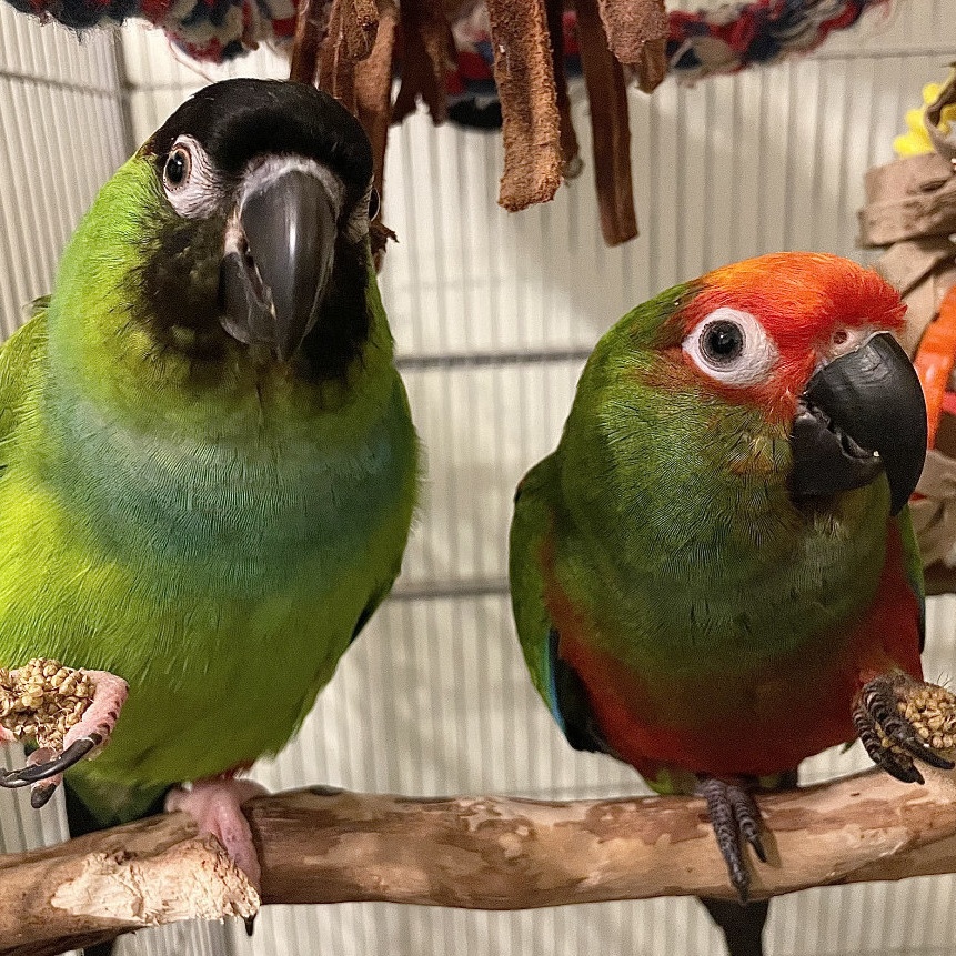 Gamora and Nebula, Adoptable, Adult Unknown Conure.
