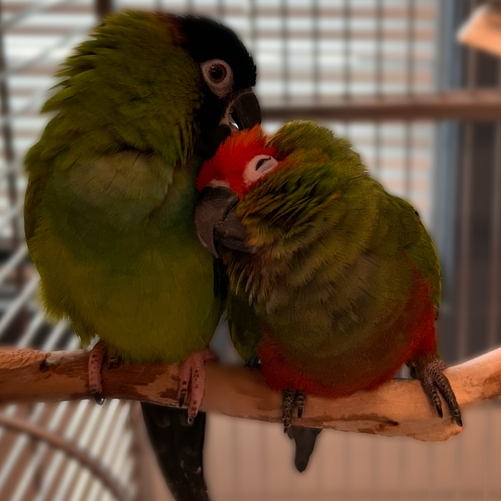 Enlarge Gamora and Nebula, a Adoptable Conure in Warwick, RI image 2/4