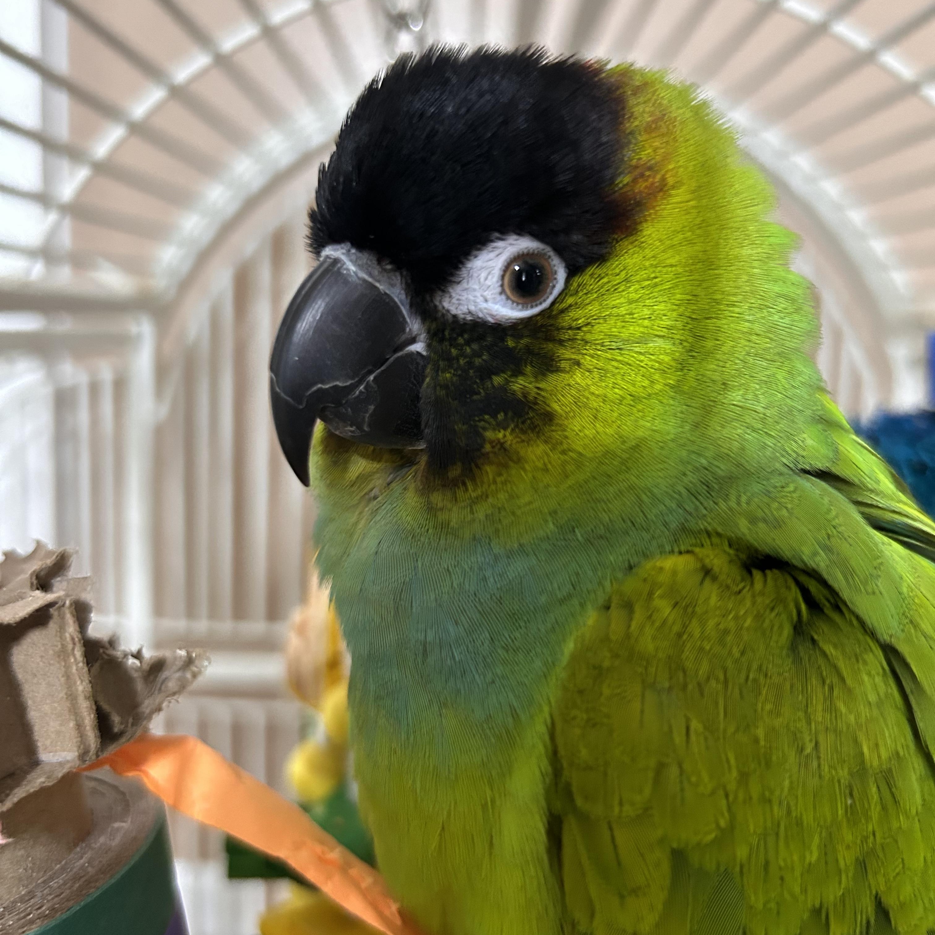 Enlarge Gamora and Nebula, a Adoptable Conure in Warwick, RI image 4/4