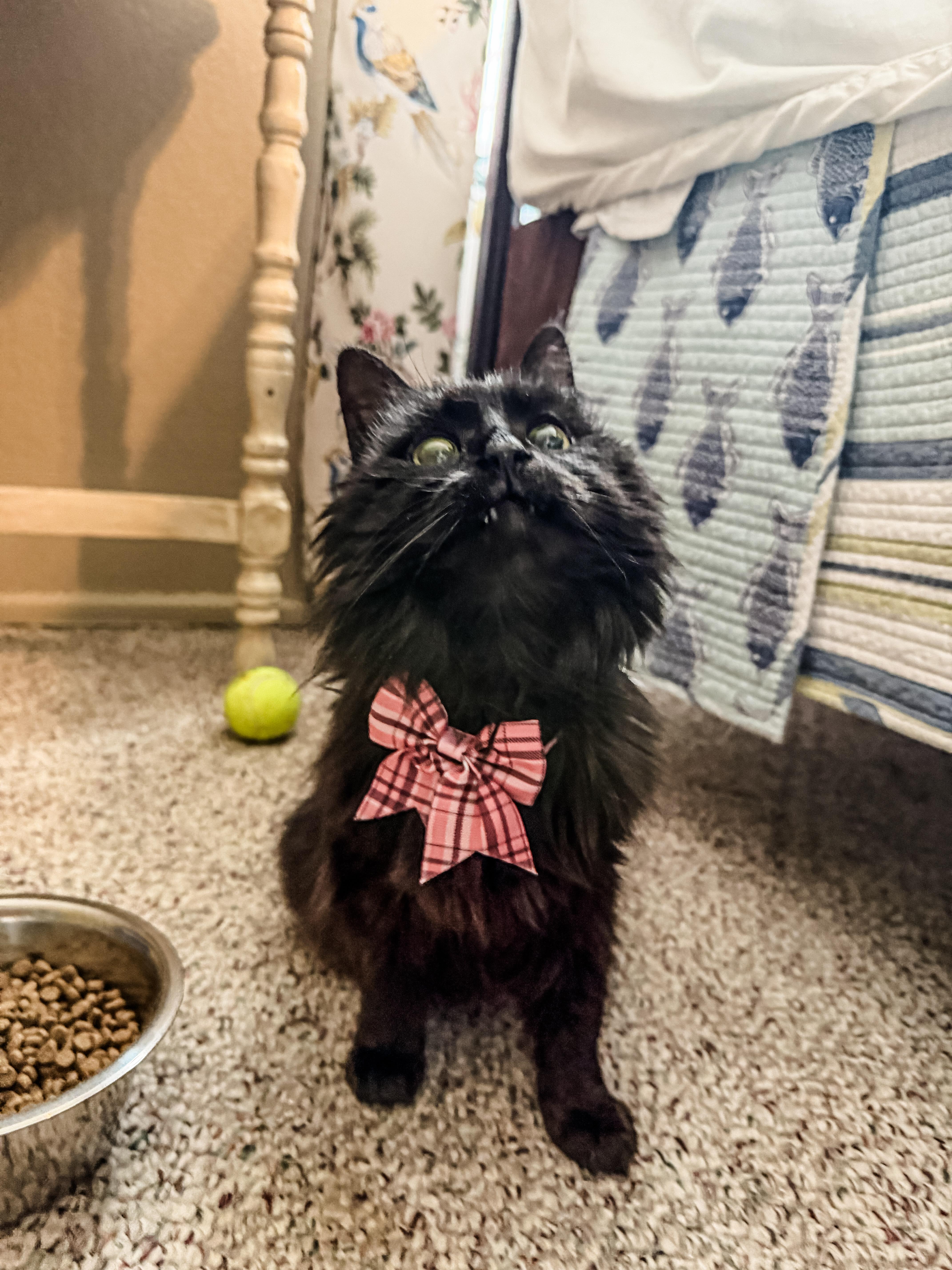 Enlarge Holly Golightly, a Adoptable Domestic Long Hair in Sartell, MN image 4/4