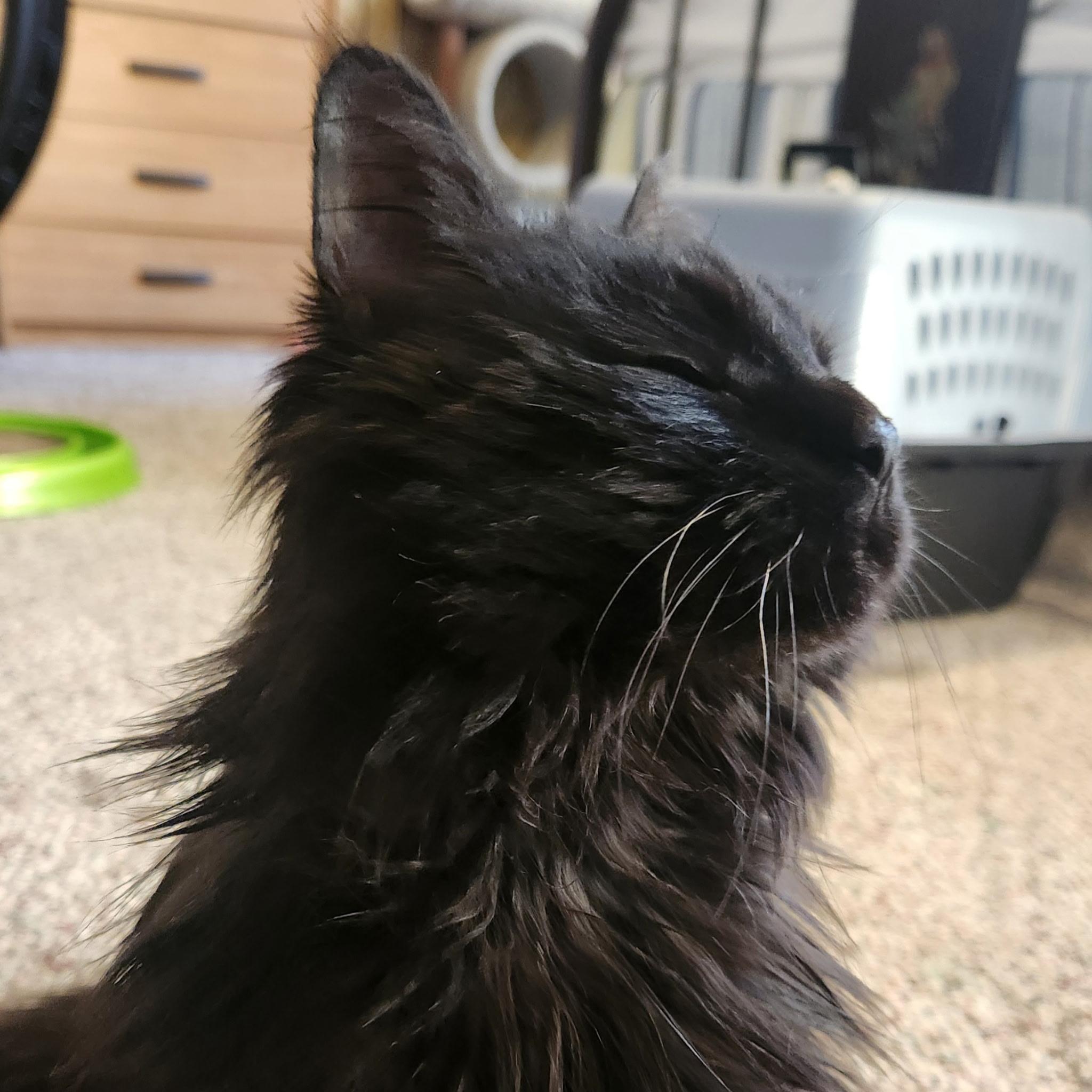 Enlarge Holly Golightly, a Adoptable Domestic Long Hair in Sartell, MN image 2/4