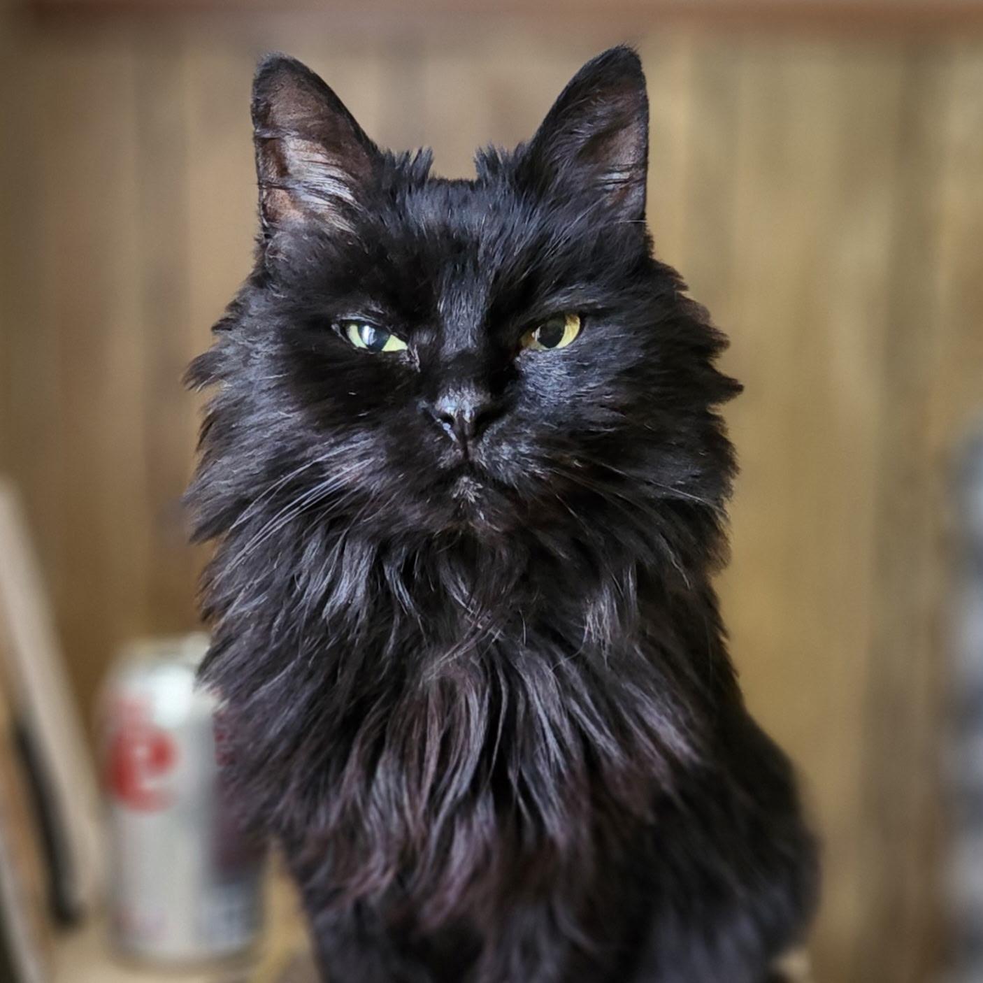 Holly Golightly, Adoptable, Senior Female Domestic Long Hair.
