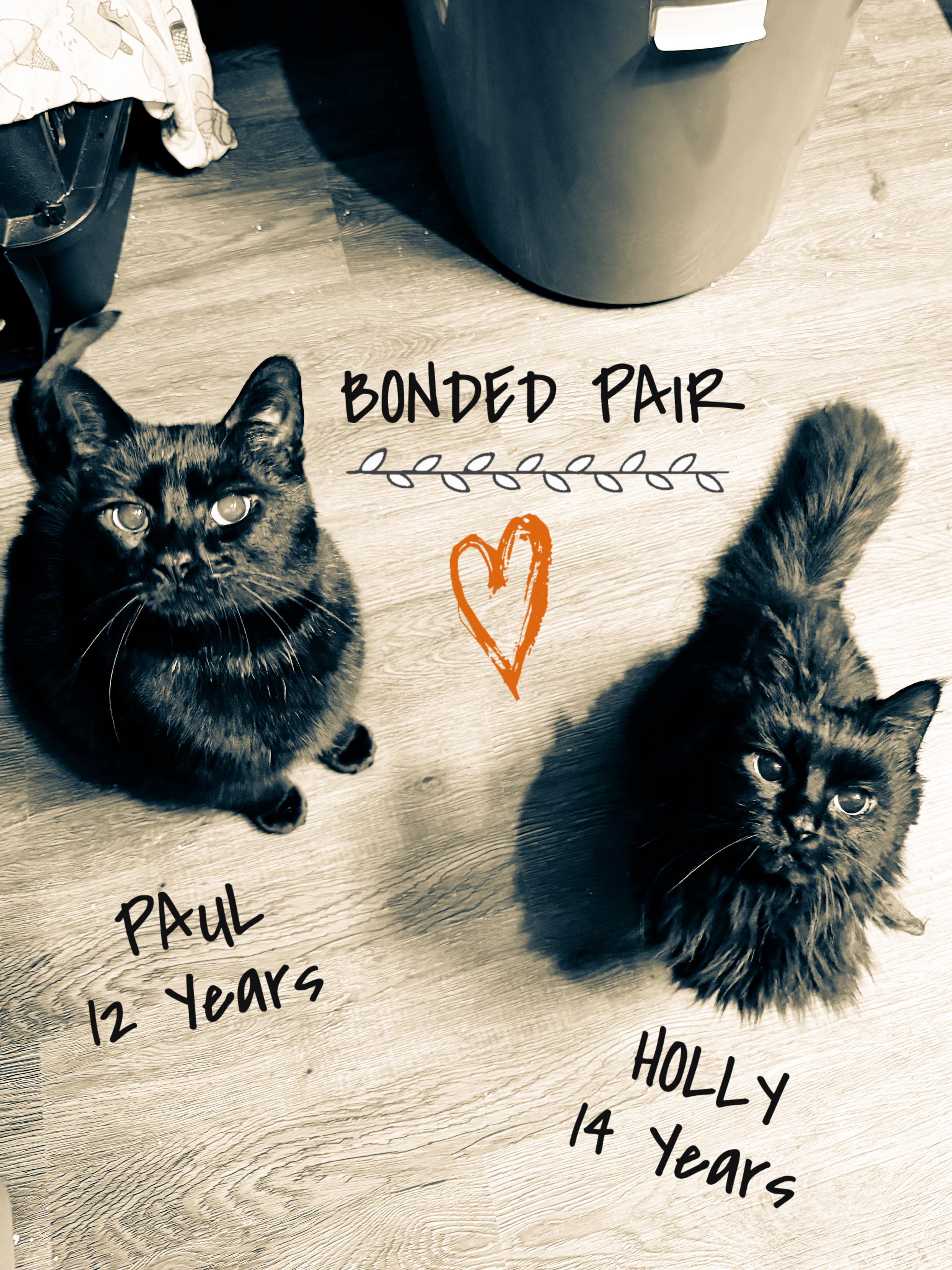 Holly Golightly, Adoptable, Senior Female Domestic Long Hair.
