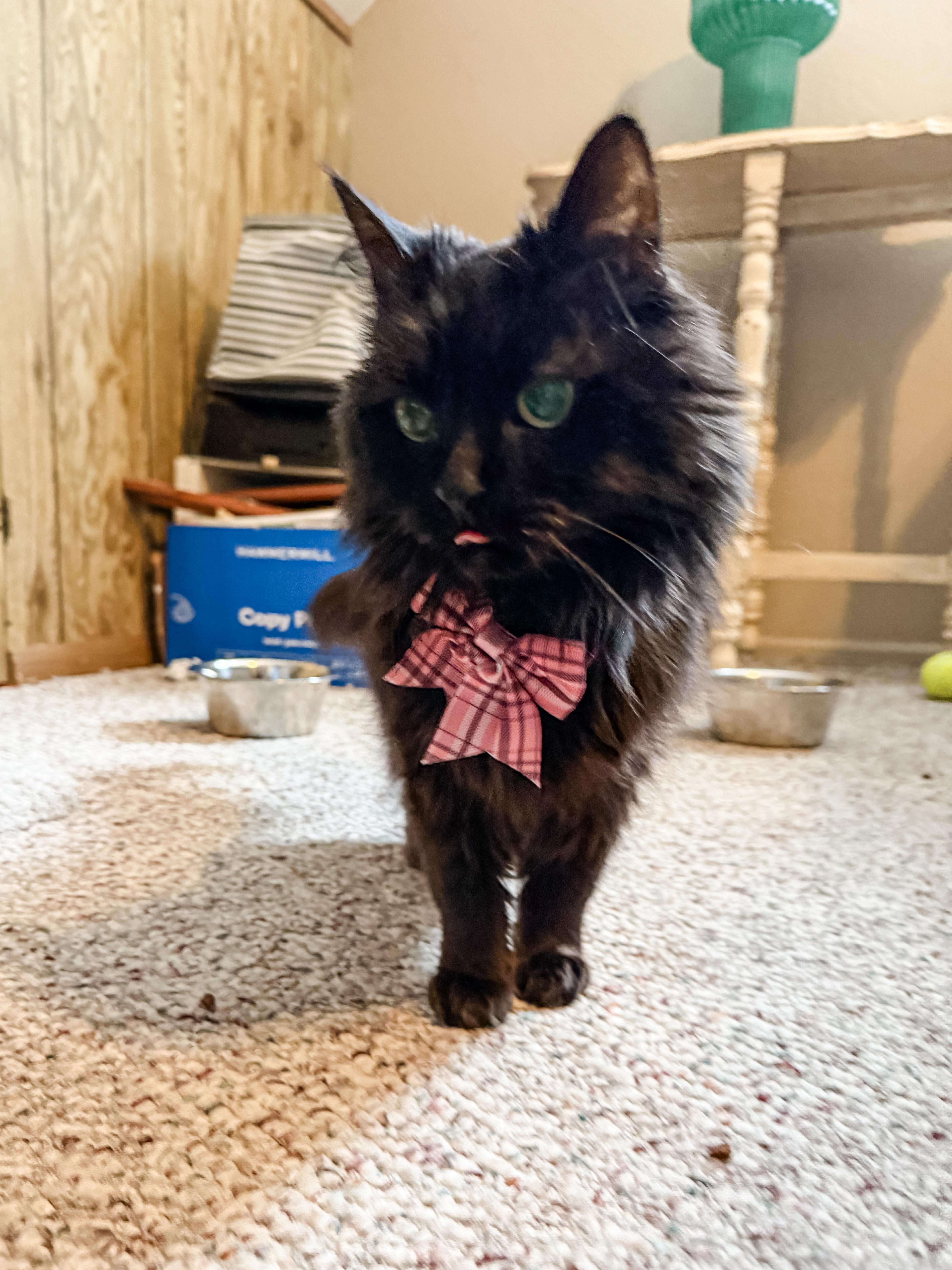Enlarge Holly Golightly, a Adoptable Domestic Long Hair in Sartell, MN image 3/4