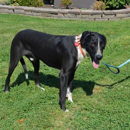 Hawke, Adoptable, Young Male Mixed Breed & Mixed Breed.