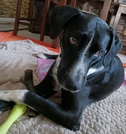 Hawke, Adoptable, Young Male Mixed Breed & Mixed Breed.