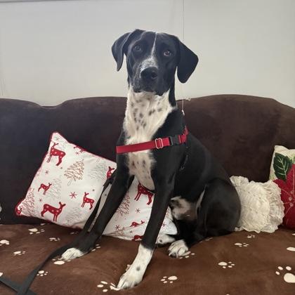 Hawke, Adoptable, Young Male Mixed Breed & Mixed Breed.