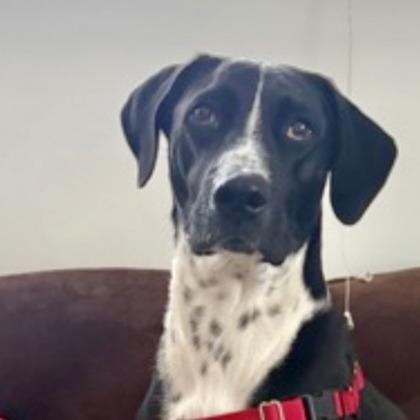 Enlarge Hawke, a Adoptable Mixed Breed in Elk Grove Village, IL image 1/3