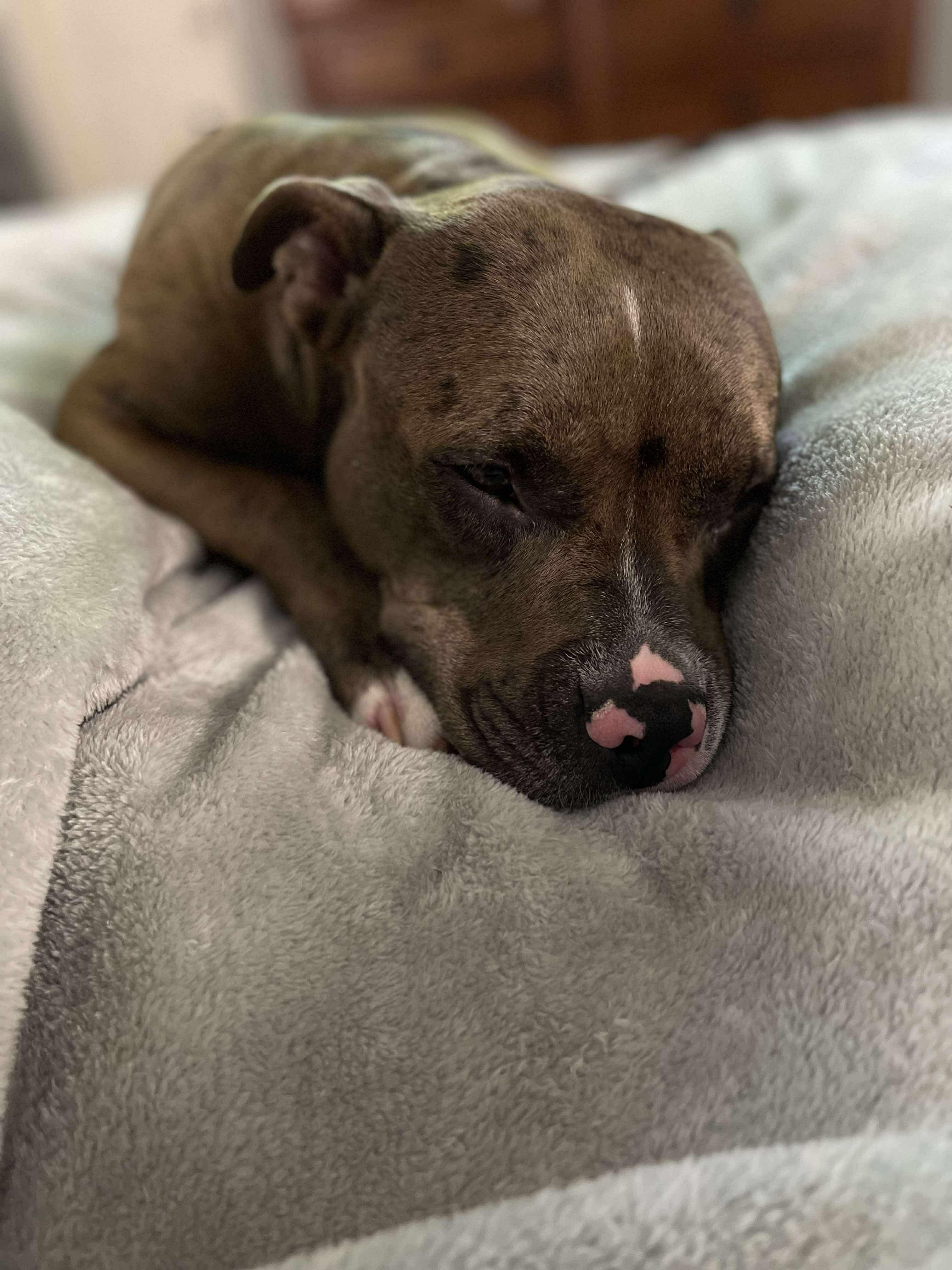 Nebula, a Adoptable Pit Bull Terrier in Arlee, MT image 1/3