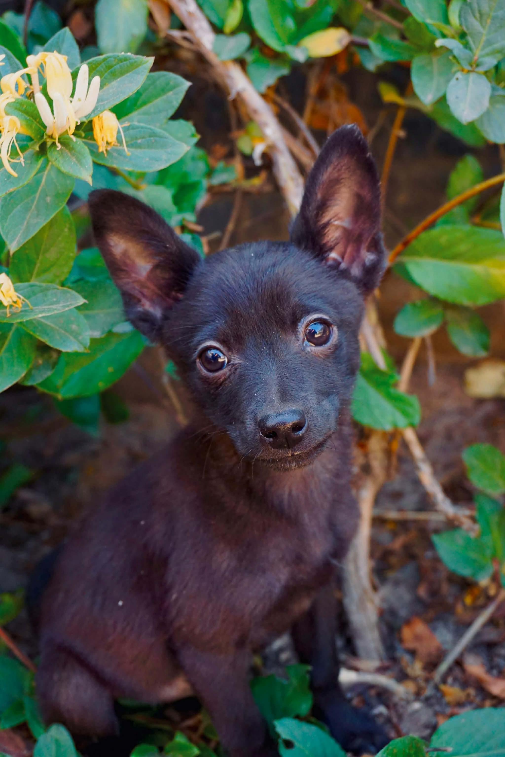 Enlarge Pepita, a Adoptable Chihuahua in San Diego, CA image 1/1