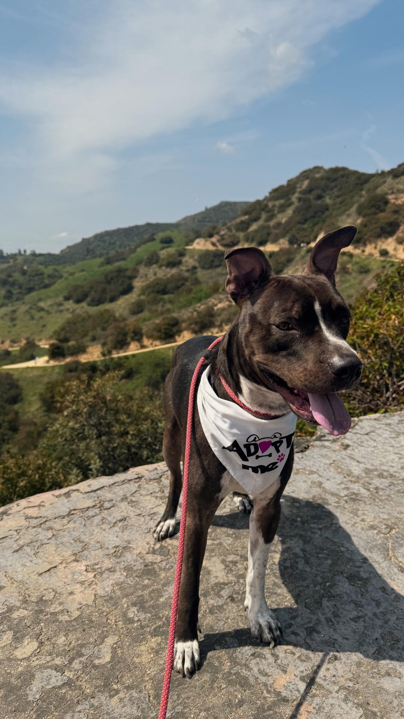 Enlarge Sirius aka Siri, a Adoptable mixed breed in Phoenix , AZ image 2/6