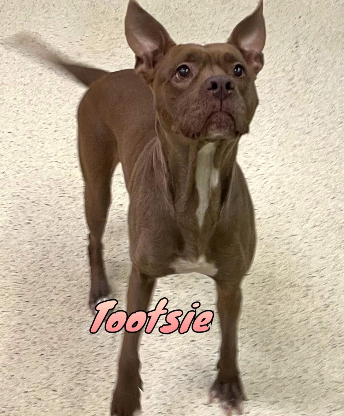 Enlarge Tootsie, an adoptable mixed breed in Muncie, IN image 1/6
