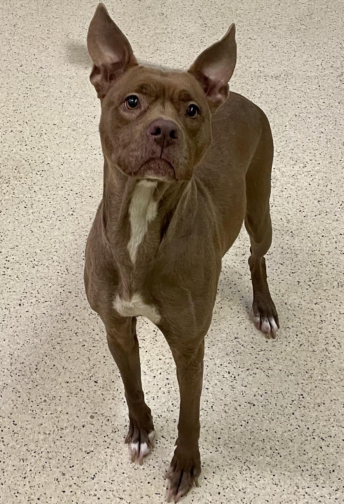 Enlarge Tootsie, an adoptable mixed breed in Muncie, IN image 2/6