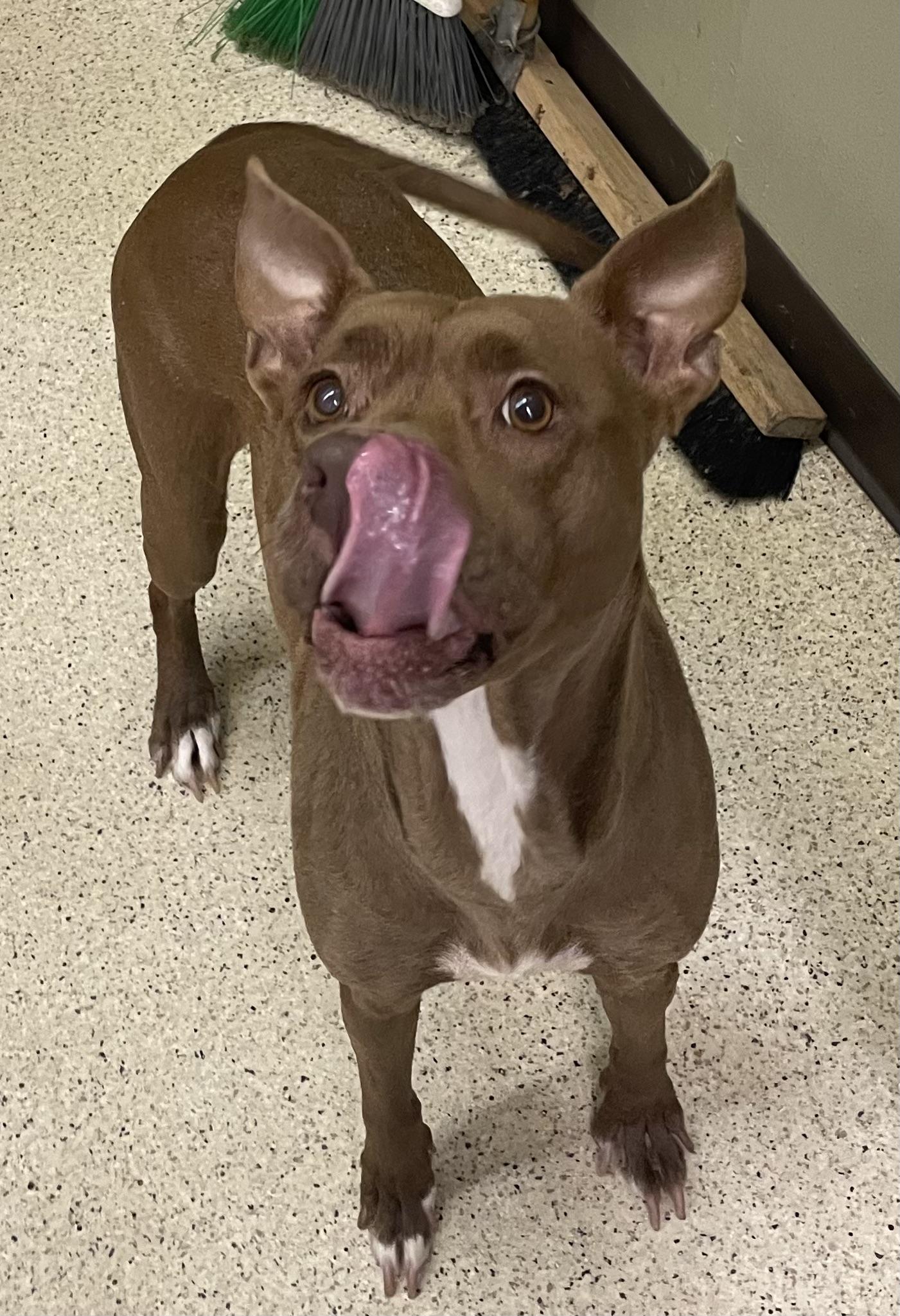 Enlarge Tootsie, an adoptable mixed breed in Muncie, IN image 5/6