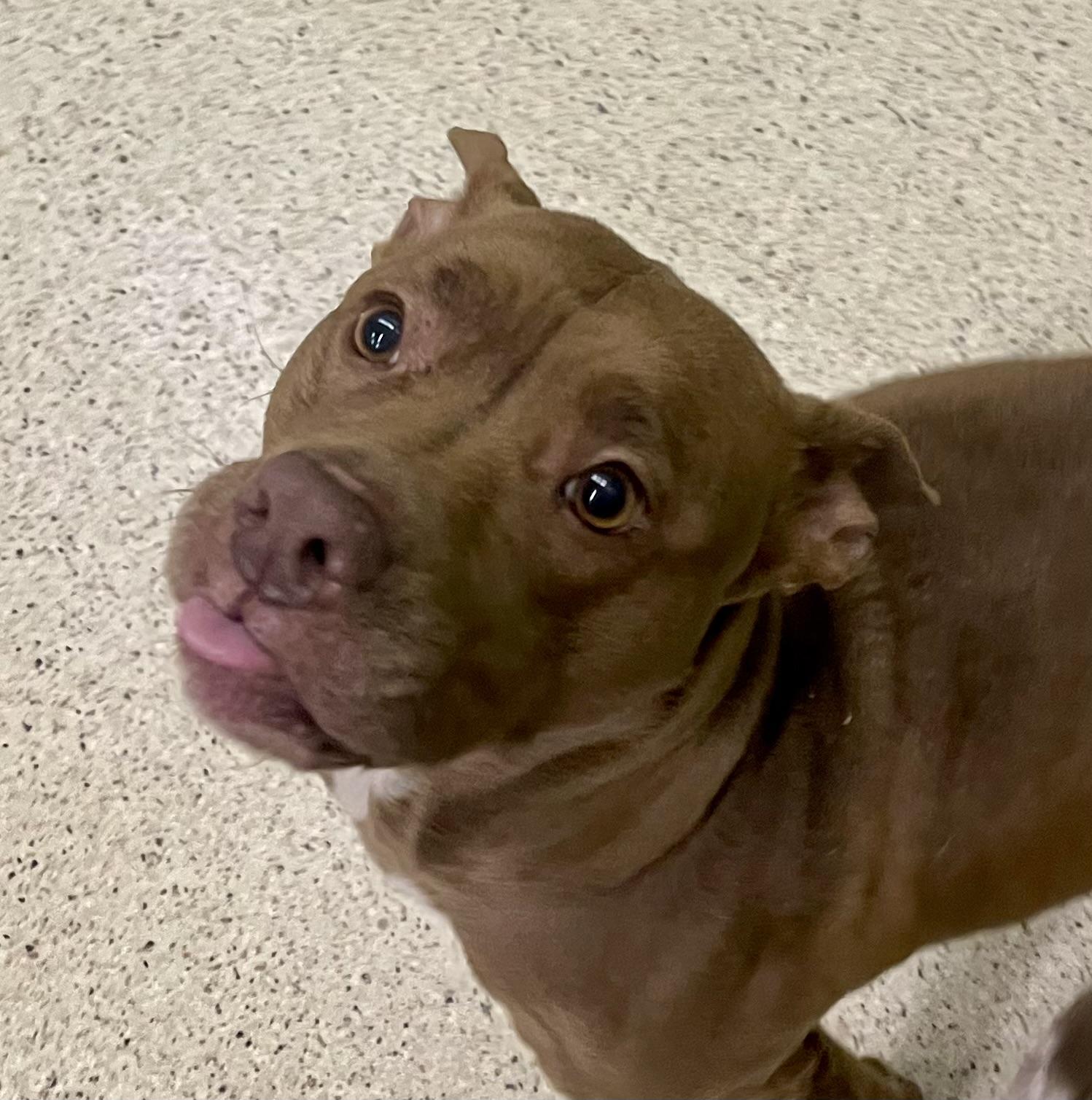 Enlarge Tootsie, an adoptable mixed breed in Muncie, IN image 3/6