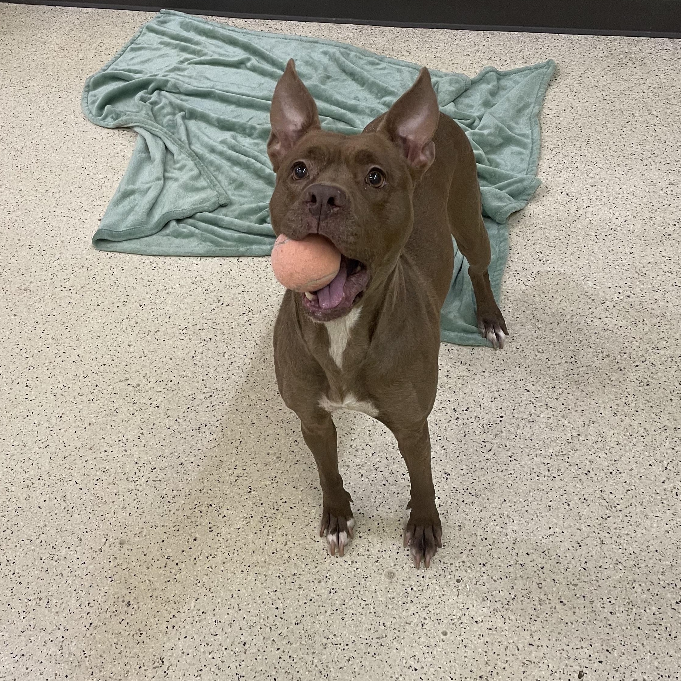 Enlarge Tootsie, an adoptable mixed breed in Muncie, IN image 4/6