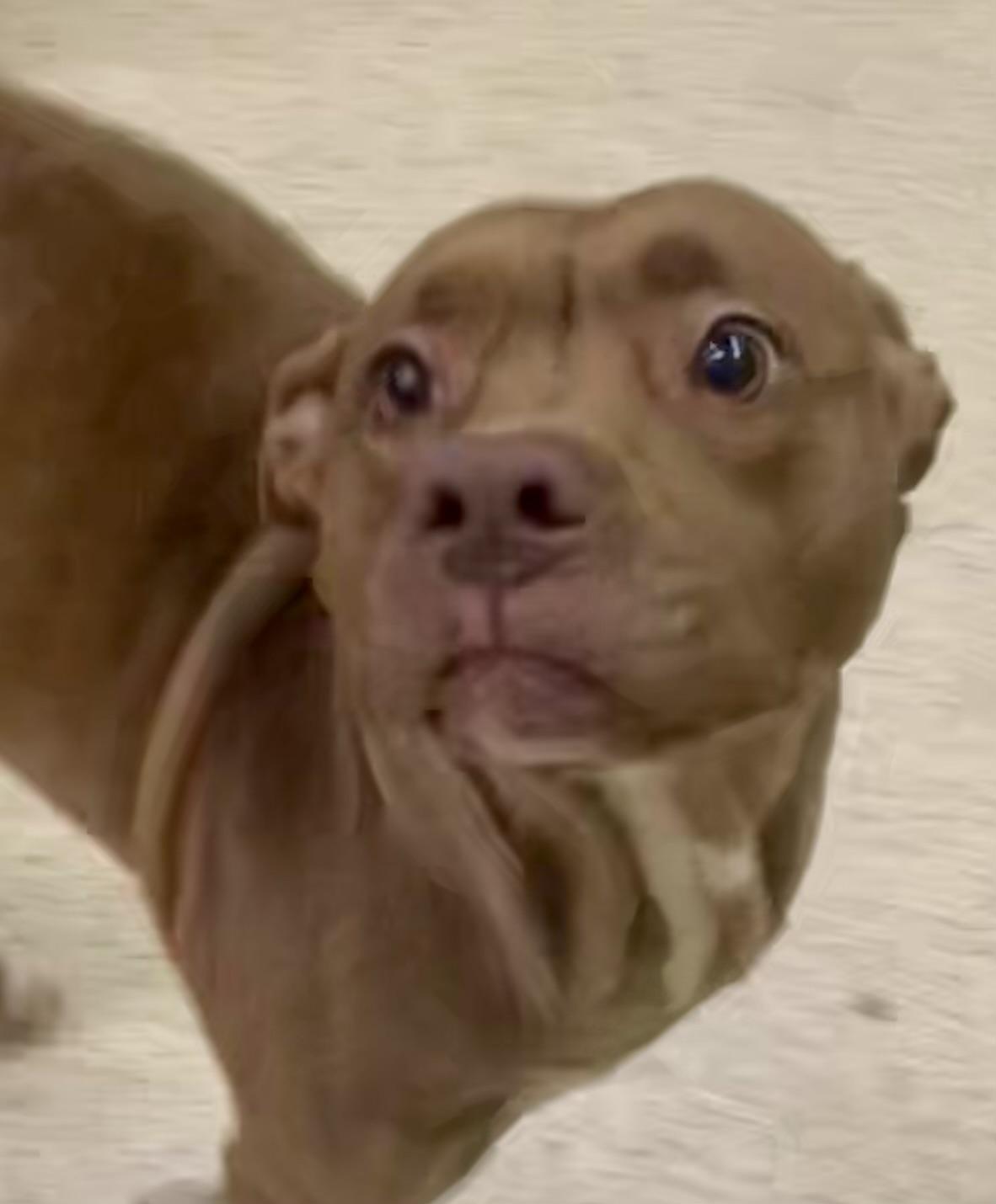 Enlarge Tootsie, an adoptable mixed breed in Muncie, IN image 6/6