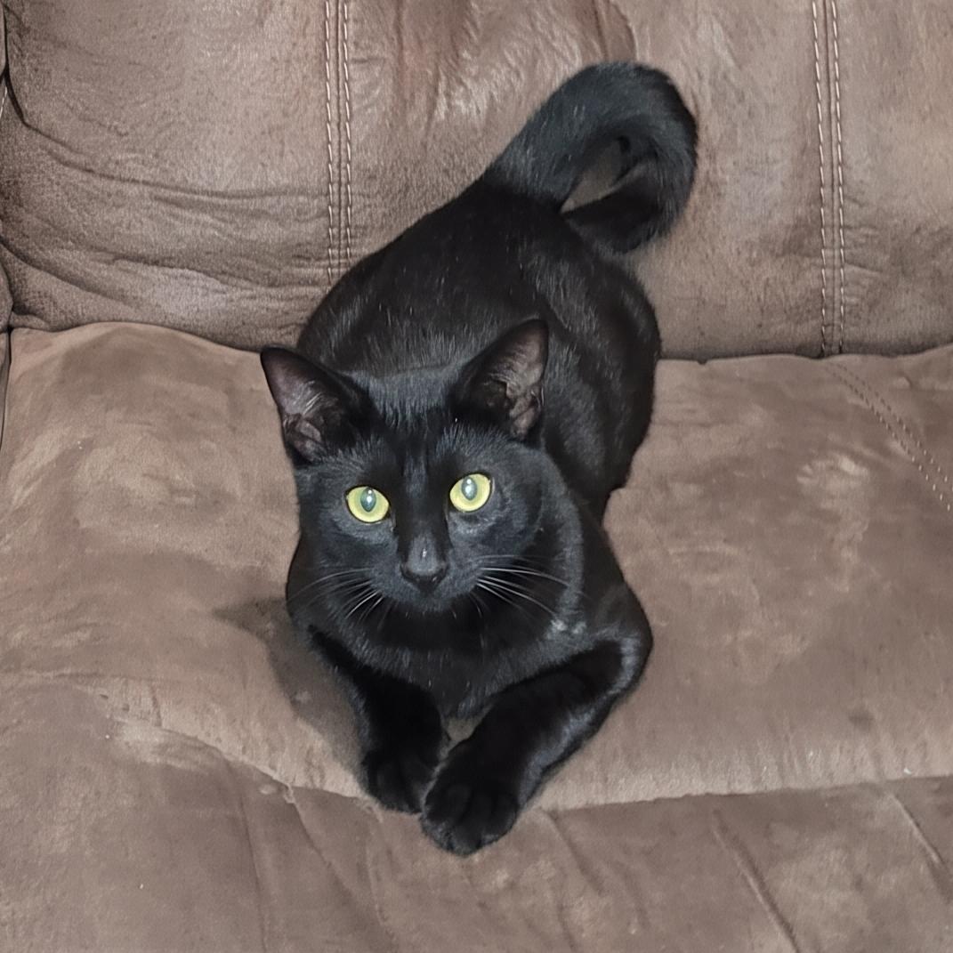 Batman, Adoptable, Kitten Male Domestic Short Hair.