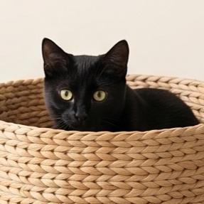 Batman, a Adoptable Domestic Short Hair in Allen, TX image 3/6