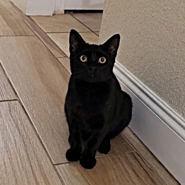 Batman, a Adoptable Domestic Short Hair in Allen, TX image 2/6
