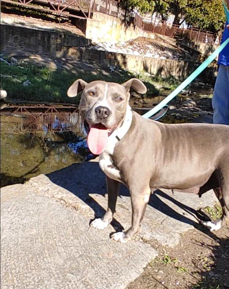 Enlarge Betty Boop, a Adoptable American Staffordshire Terrier in San Antonio , TX image 5/6