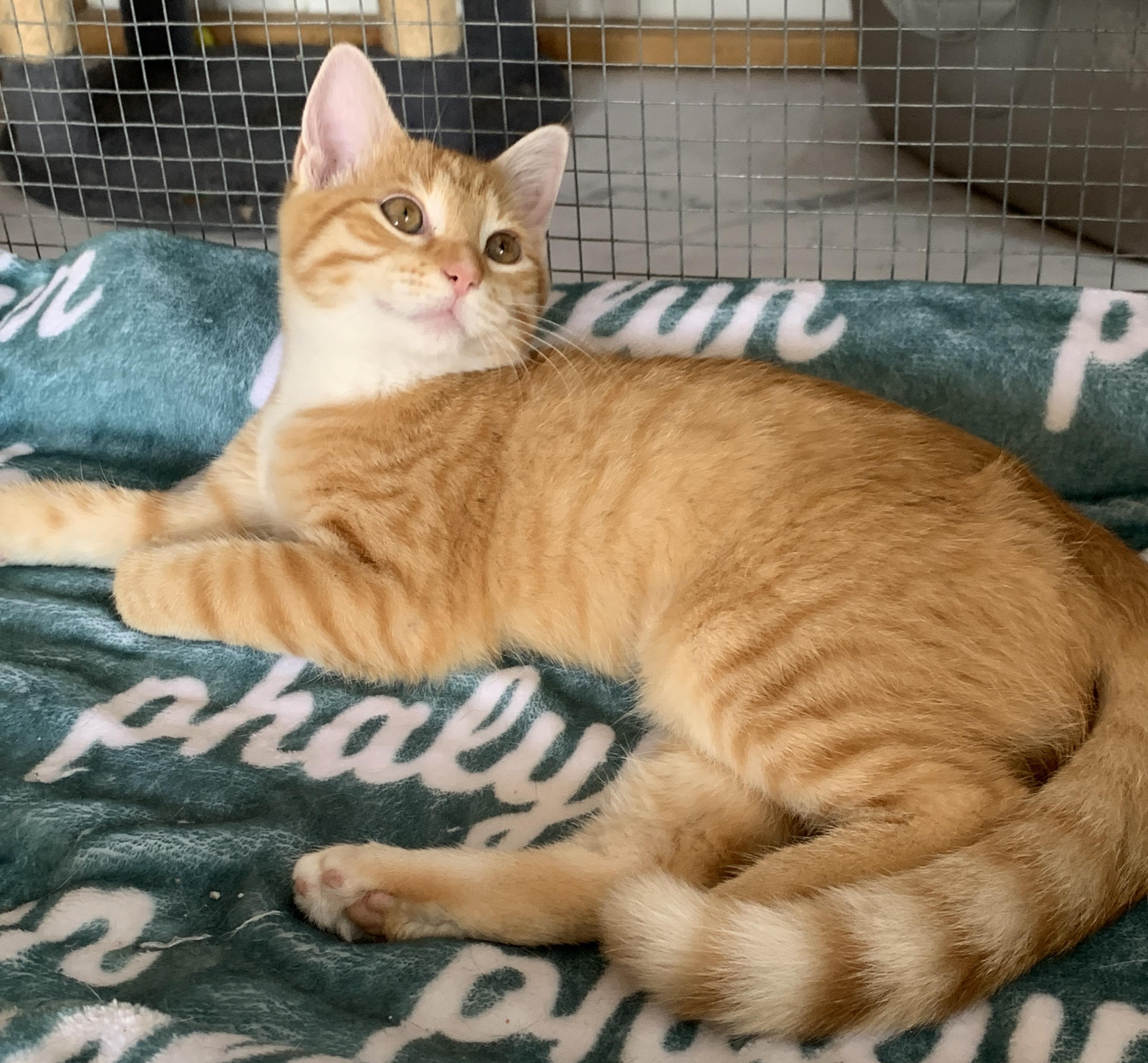 Moonpie, a ADOPTABLE Domestic Short Hair in Saint Charles, MO image 2/2