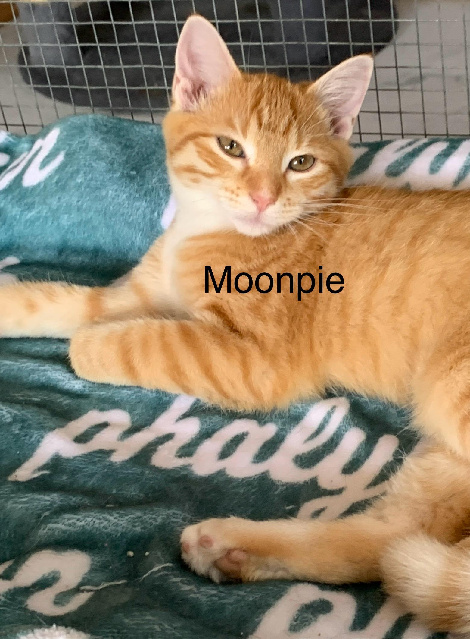 Moonpie, ADOPTABLE, Kitten Female Domestic Short Hair.