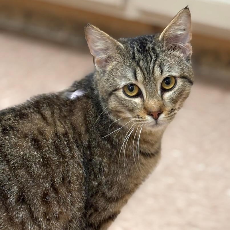 Enlarge Keith, an adopted Domestic Short Hair in Batavia, NY image 1/1