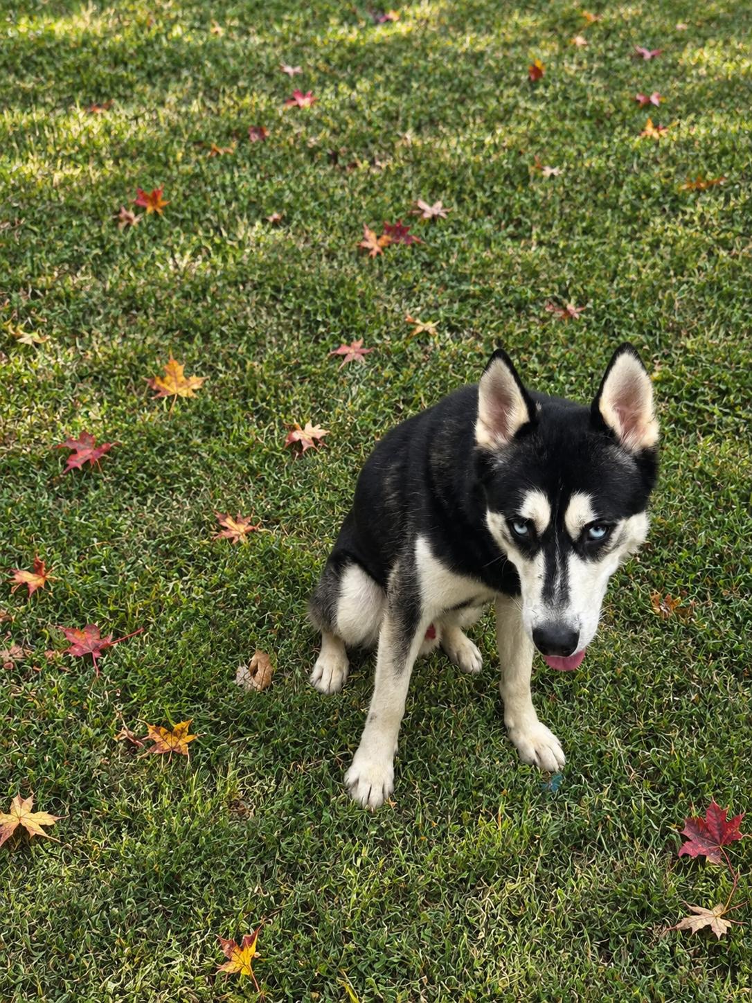 Enlarge Brewster, a Adoptable Husky in Lancaster, KY image 2/4