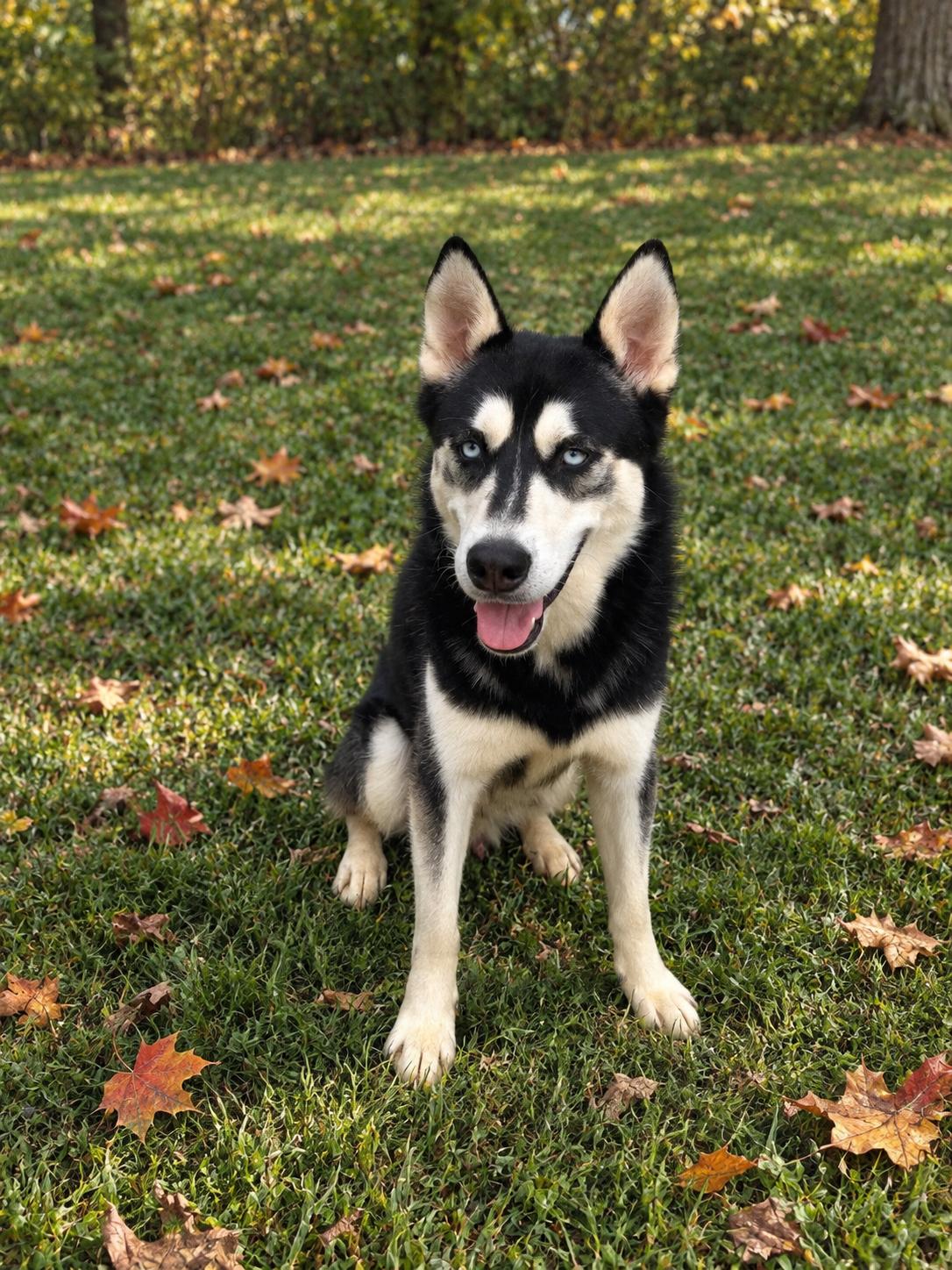 Enlarge Brewster, a Adoptable Husky in Lancaster, KY image 3/4