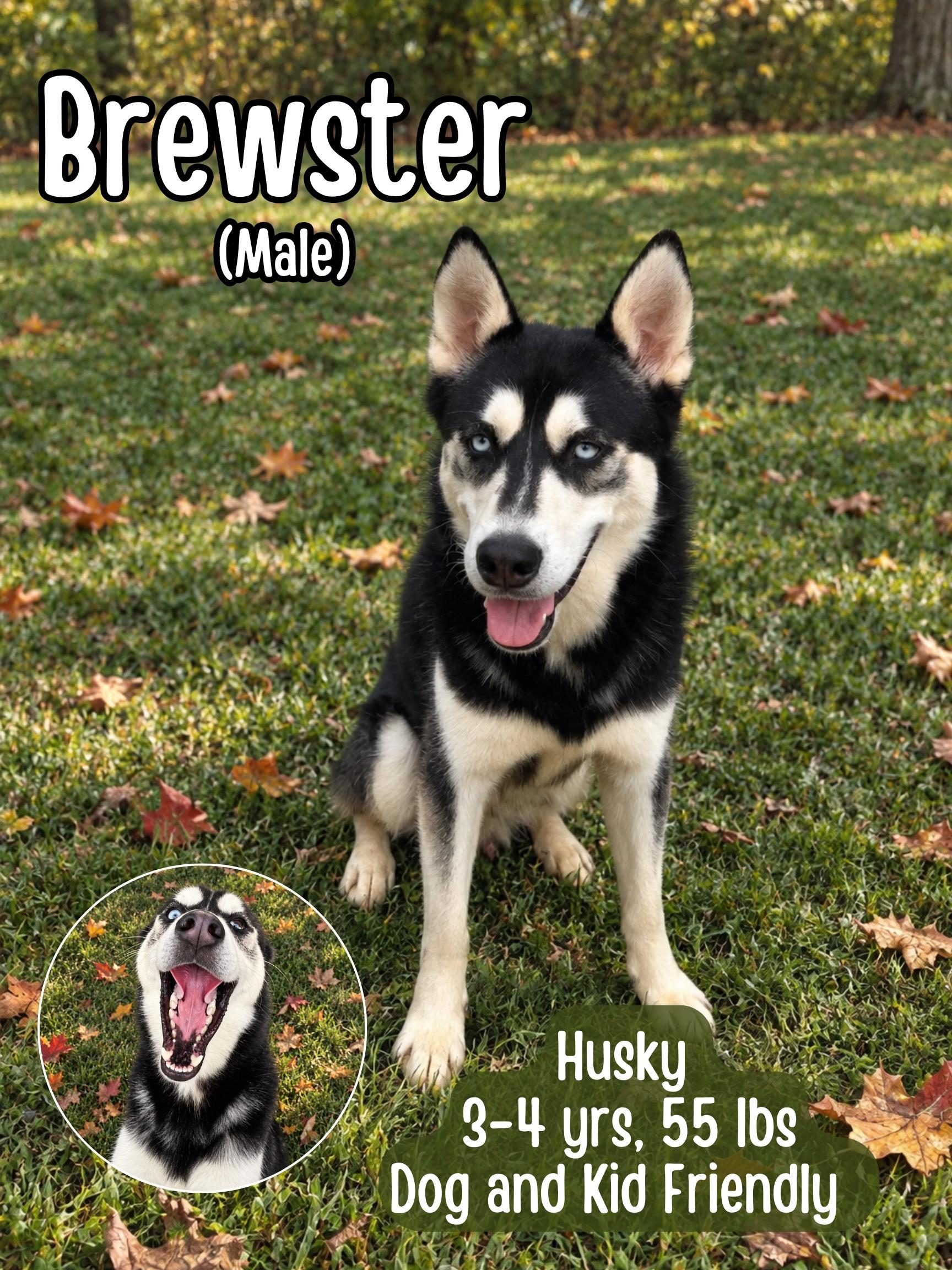 Brewster, Adoptable, Adult Male Husky.